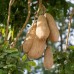 Sasuage Tree - Kigelia africana