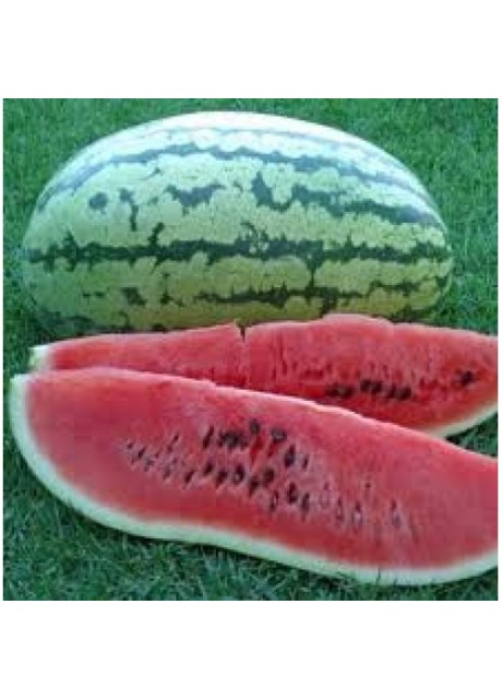 Klondike Blue Ribbon Striped Watermelon