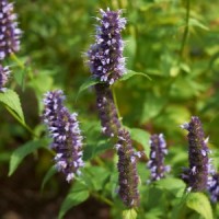 Korean Mint (Hyssop)