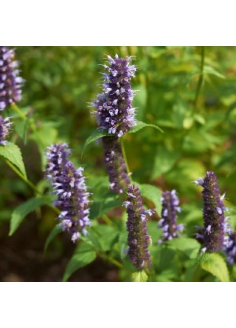 Korean Mint (Hyssop)