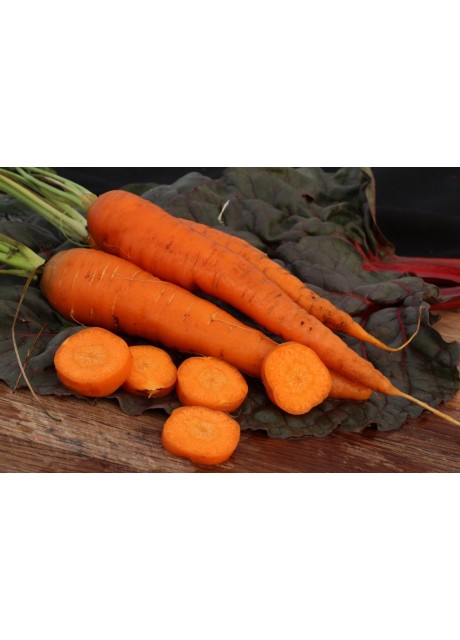 Kuroda Long Carrot