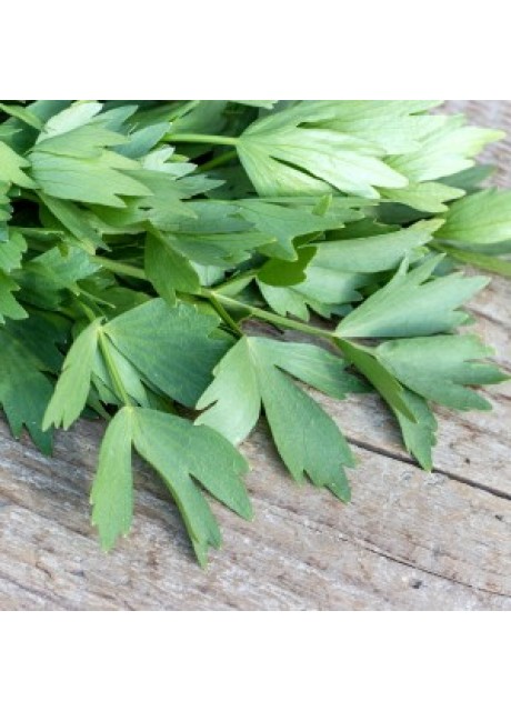 Lovage (The Maggi herb)