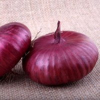 Onion Cipollini Red