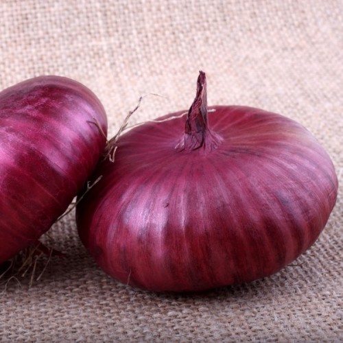 Onion Cipollini Red