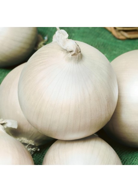 White Sweet Spanish Onion