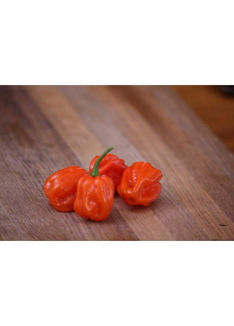 Orange Habanero Pepper - [category]