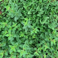 Greek Oregano