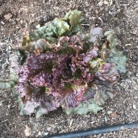 Red Sails Lettuce