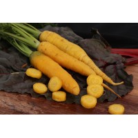 Solar Yellow Carrot