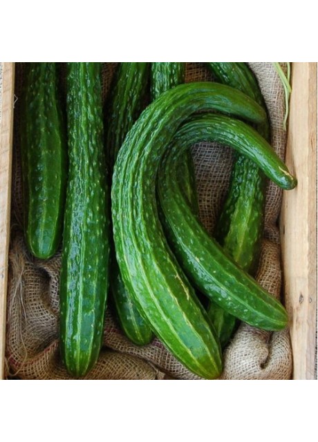 Suyo Long Cucumber