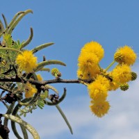 Sweet Thorn - Vachellia karroo