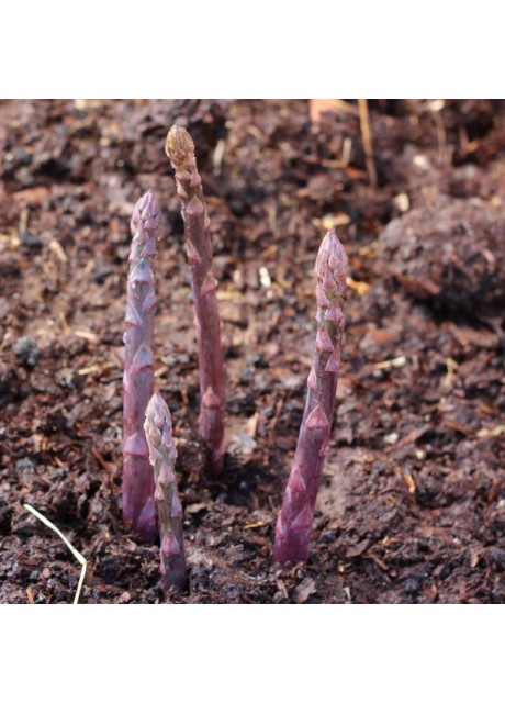 Sweet Purple Asparagus