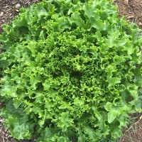 Tango Lettuce