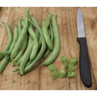 Tendergreen Bush Beans