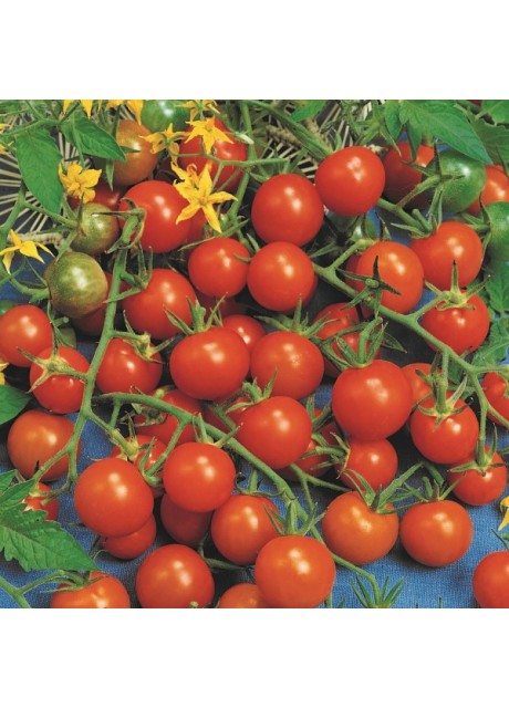 Tomato Gardener's Delight
