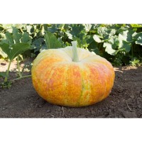 Ugly Duckling Pumpkin