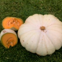 Wit Boer Pumpkin